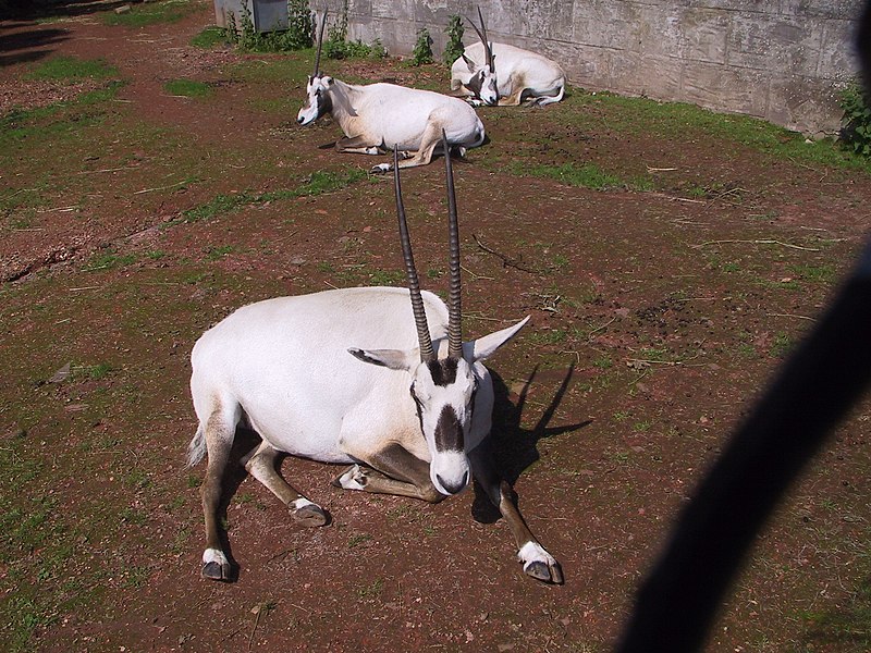 File:Oryx leucoryx.jpg