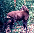 Brown bovid