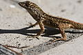 Cuban brown anole