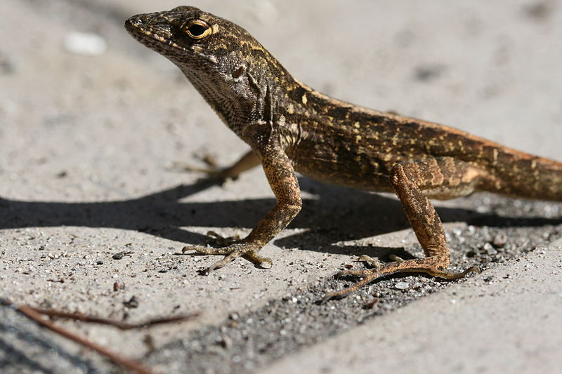 File:Rkinch cuban brown anole.jpg