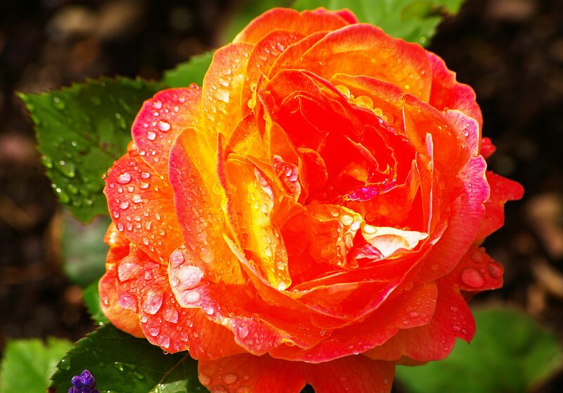 Archivo:Rose after rain.jpg