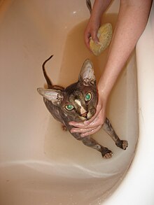 Sphynx taking a bath.jpg