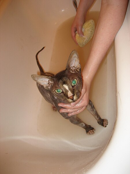 File:Sphynx taking a bath.jpg