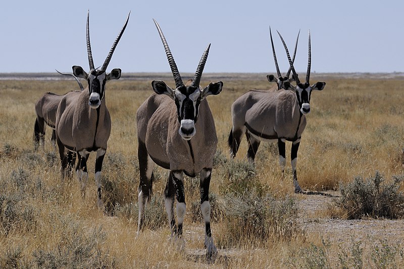 Archivo:Spiessbock-Etosha-01.jpg