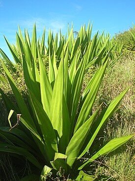 Фуркрея вонючая (Furcraea foetida)