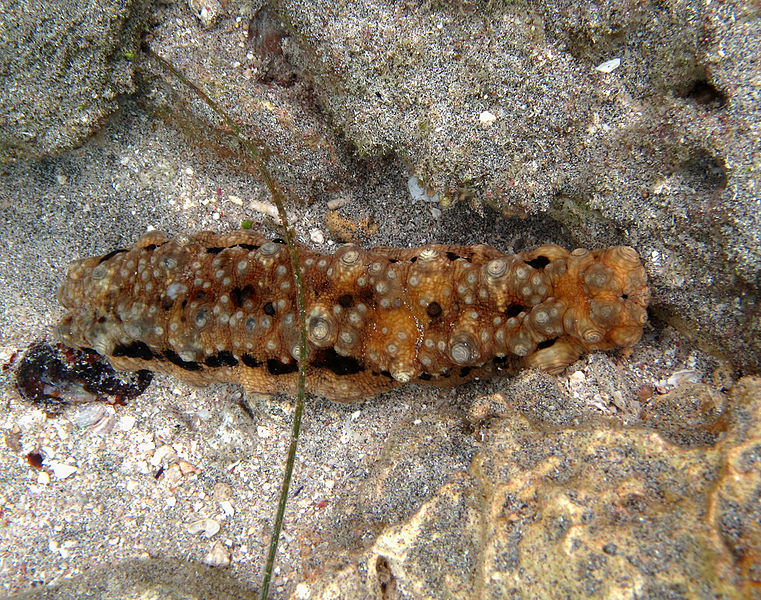 File:Stichopus monotuberculatus Réunion.jpg