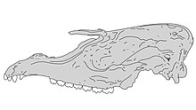 Illustration of species skull