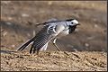 White Wagtail at Moscow region Russia April 2007