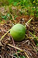 Sagwa-chamoe (apple chamoe) from Korea