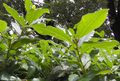 One of Europe's largest bay laurel forests is located in Cortegada Island