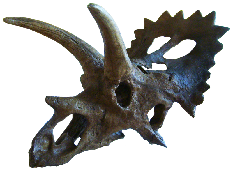 File:Anchiceratops.png