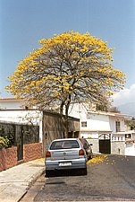 El araguaney, árbol nacional.