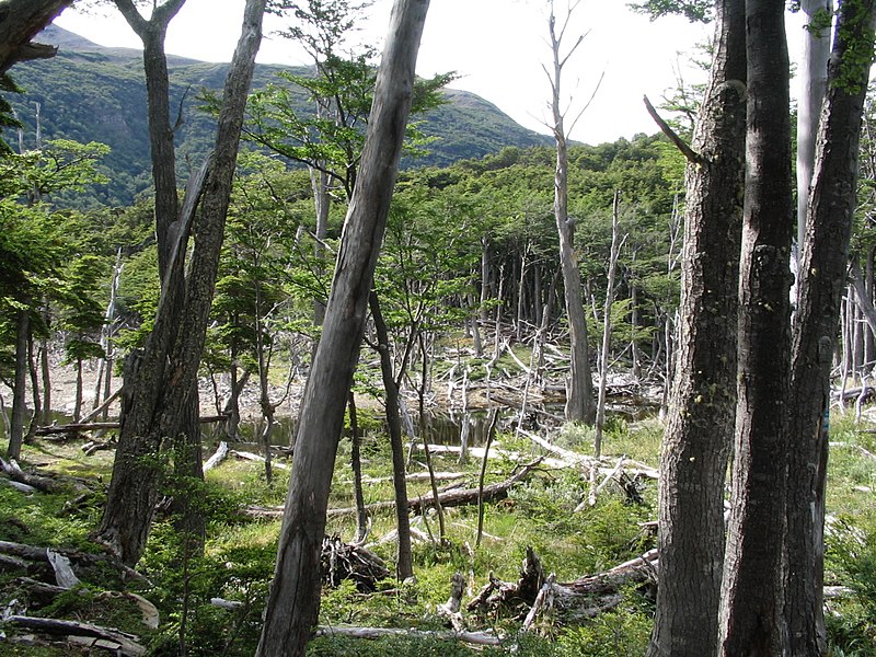 File:Beaver damage navarino chile.JPG