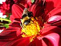 Close-up macro photograph of a Bumblebee inside a red flower. Taken with Canon Powershot A430