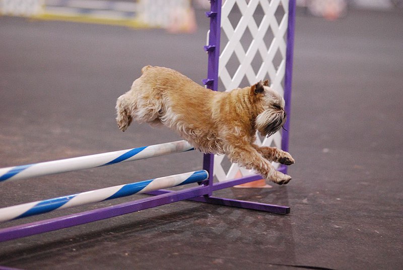 File:Belgium Griffon agility.jpg