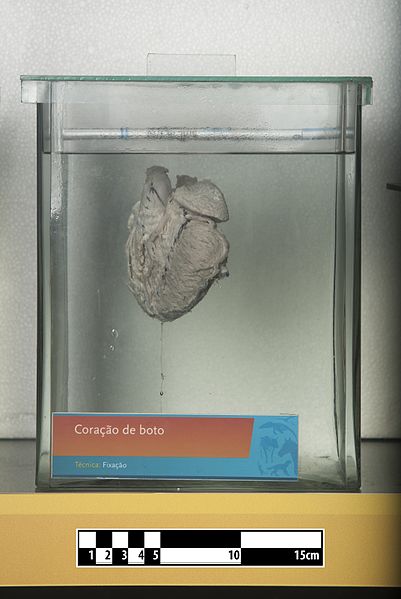 File:Boto heart (Inia geoffrensis).jpg