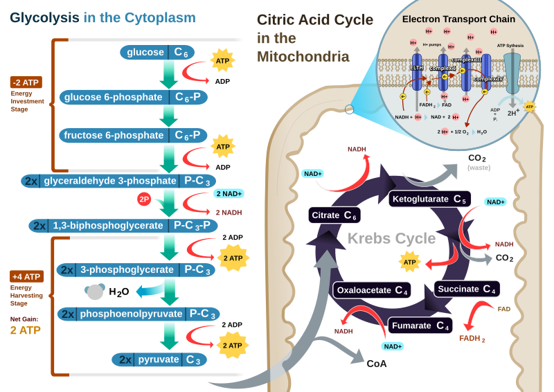 File:CellRespiration.svg