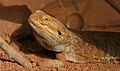 Central bearded dragon