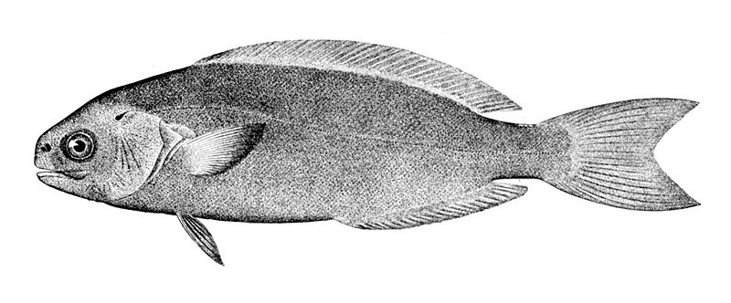 File:Centrolophus niger.jpg