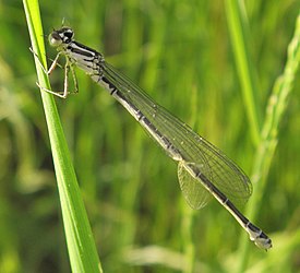 Стрелка весенняя (Coenagrion lunulatum), самка