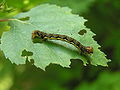 Caterpillar