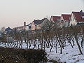 Vineyards on the banks of the Main