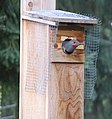 Male flicker at nest box