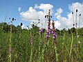 Grassland