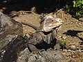 Lesser Antillean Iguana, Dominica, W.I..