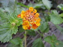 A photograph showing a cluster of bright yellow and red flowers