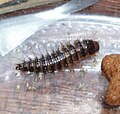 The grub of a larder beetle, (Dermestes lardarius)