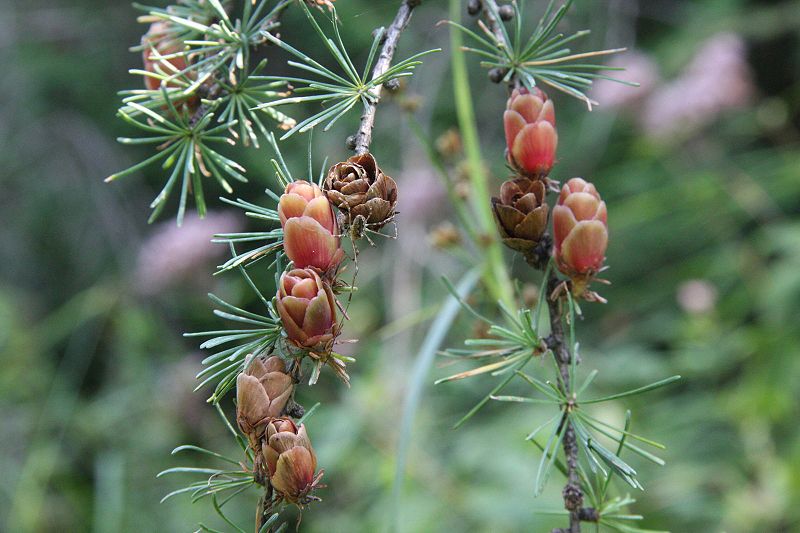 File:Larix laricina foliagecones.jpg