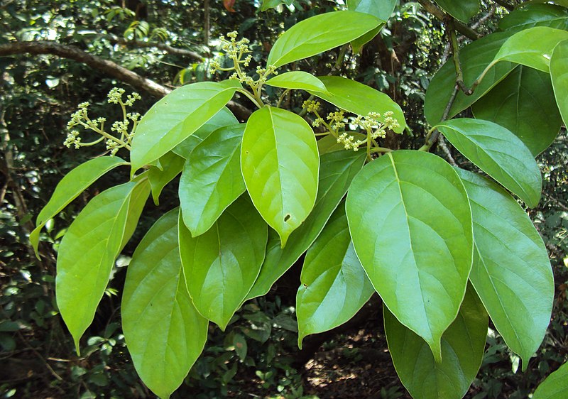 File:Mastixia arborea 15.JPG