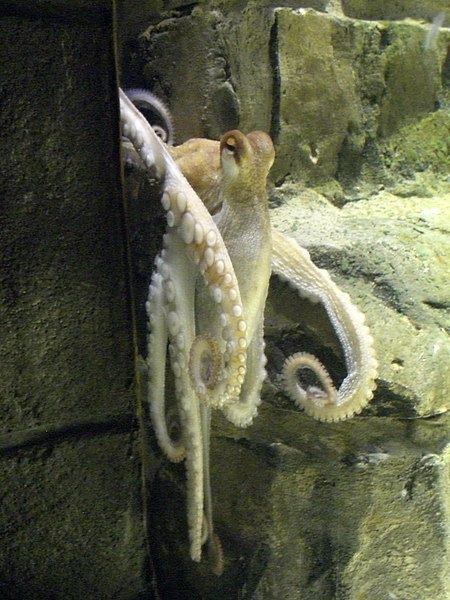 File:Oktopus-Orakel Paul.JPG