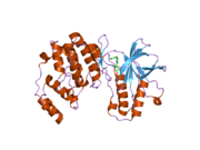 1yw2: Mutated Mus musculus p38 kinase (mp38)