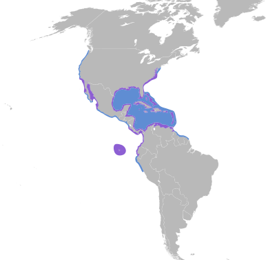 File:Pelecanus occidentalis map.svg