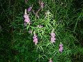 Purple Loosestrife