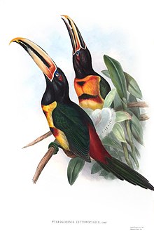 Pteroglossus erythropygius-Gould.jpg