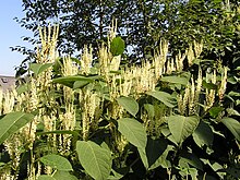 A group of plants with broad dark green leaves and vertical clusters of many small cream-colored flowers.