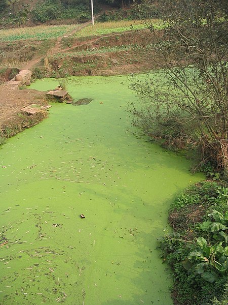 File:River algae Sichuan.jpg