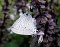 Forget Me Not (Catachrysops strabo) @ Bangalore, India.