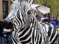 Bird rides zebra