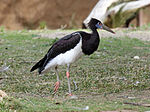 At San Diego Zoo