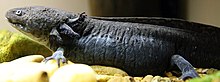 Ambystoma mexicanum 1zz.jpg