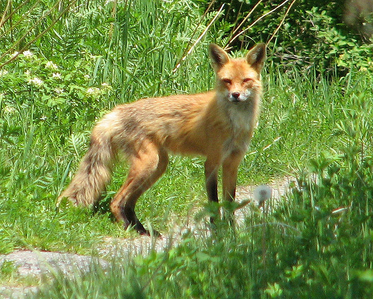 File:American Red Fox.jpg