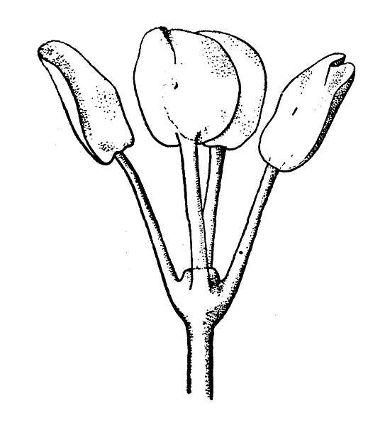 File:Anthobothrium cornucopia.jpg