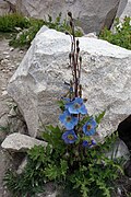 Himalayan blue poppy near Gumburanjon in Zanskar, India, July 2008