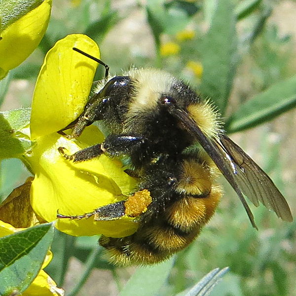 File:Bombus appositus lateral2.jpg