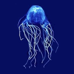 The sea wasp is the most lethal jellyfish in the world.[243]