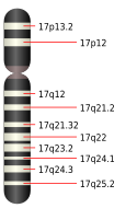 17號染色體